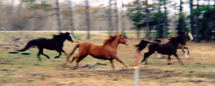 Raindance Farms A Dance in the Rain