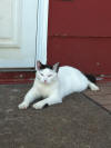 Crash the kitty