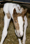 Layla - baby foal