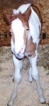 Layla at Raindance Farms