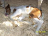 Layla at Raindance Farms