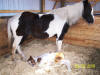 Layla at Raindance Farms