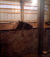 Simply Chaos at Raindance Farms, LLC